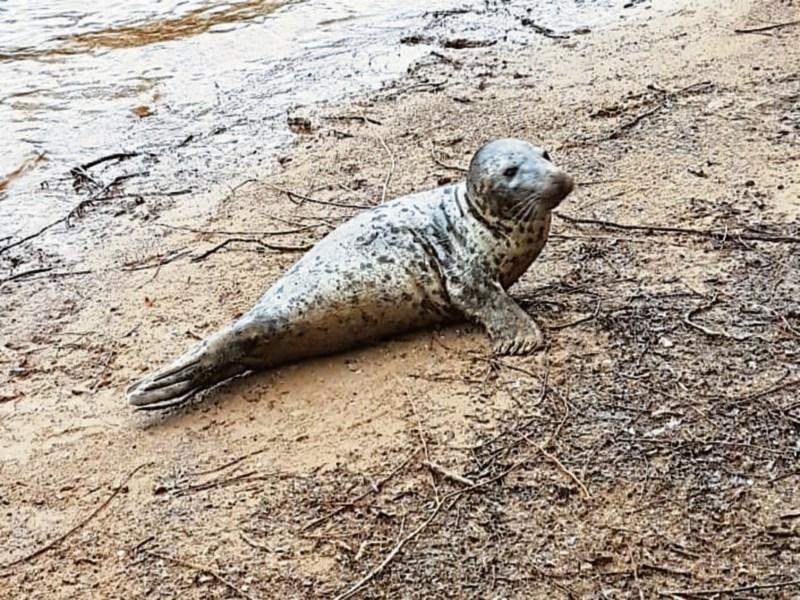 WATCH: Locals 'mesmerised' by Sandy the Sleeping Seal on Limerick's riverfront
