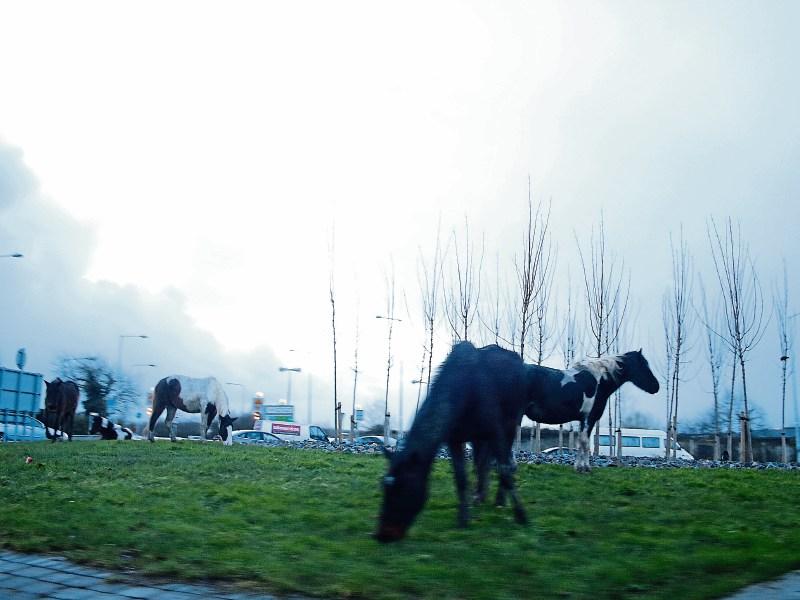 'Accident waiting to happen': Loose horses seized from Limerick roundabout