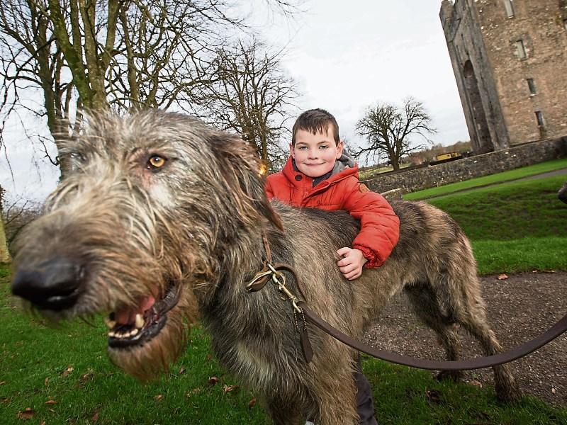 Five year old Ronan Behan, Kildimo, with one of the Irish Wolfhounds at Bunratty Castle and Folk Park Picture: Sean Curtin