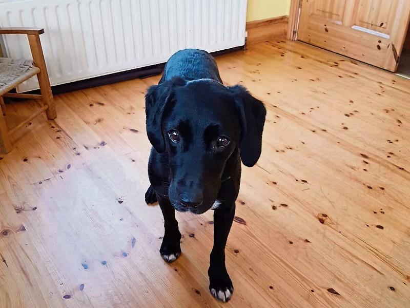 Bobby the dog bit off more than he could chew when he jumped on a bus from Ballyneety to Limerick city