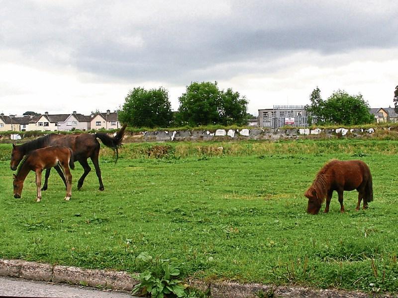 Nine horses seized in Limerick as council clampdown continues