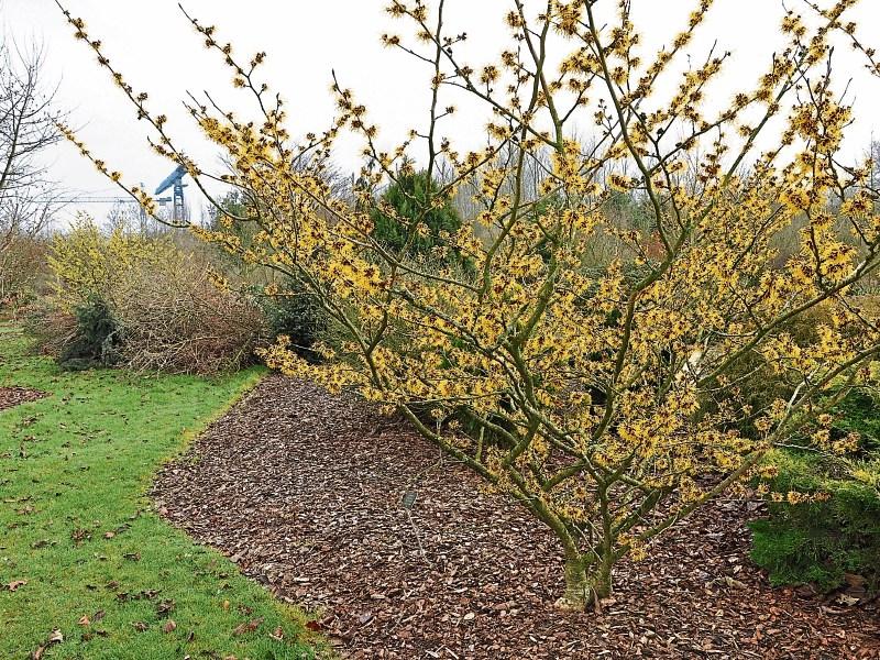 Magical and medicinal shrub