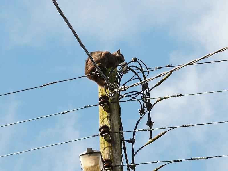 Scaredy cat! Frightened feline stranded on top of 30ft ESB pole