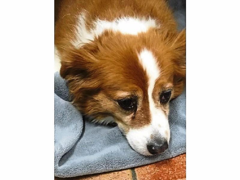 Warning issued after dog in Limerick eats poison wrapped in meat