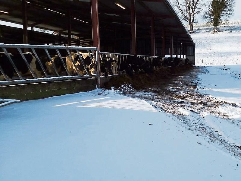 To the outsider, Martin Crowe’s photos of his Doon farm look pretty but snow and freezing temperatures during the already hectic calving season is going to cause extra hardship and dangers to County L
