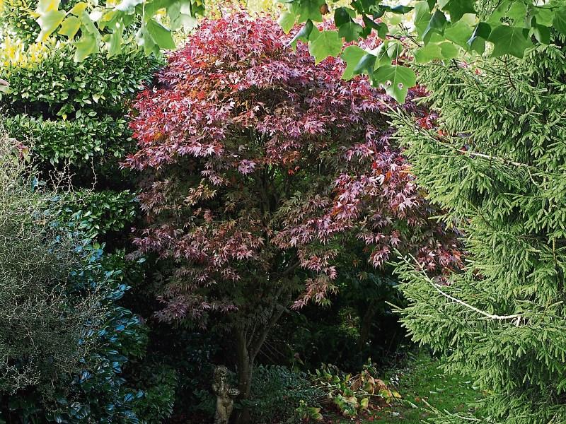 Celebrate tree week and get planting