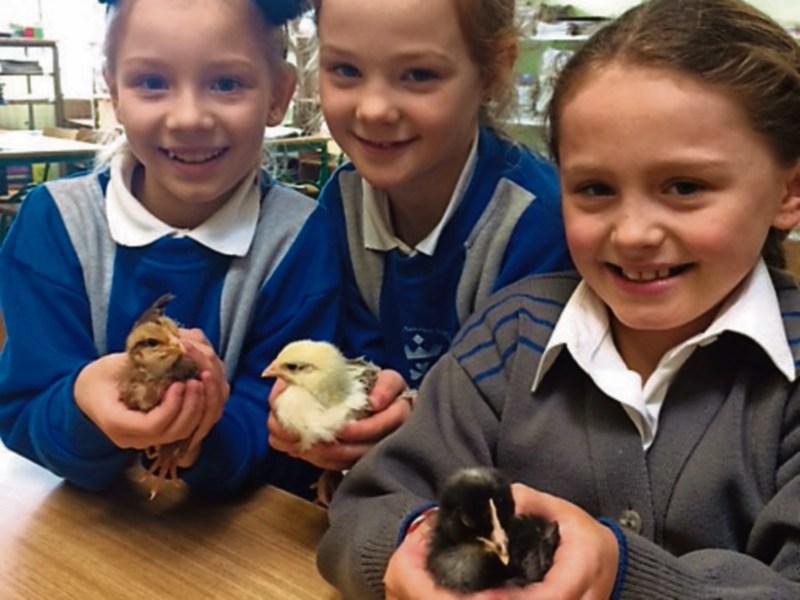 Nadia Poprawska, Ruby Linane and Mary O'Halloran with the newly hatched chicks 