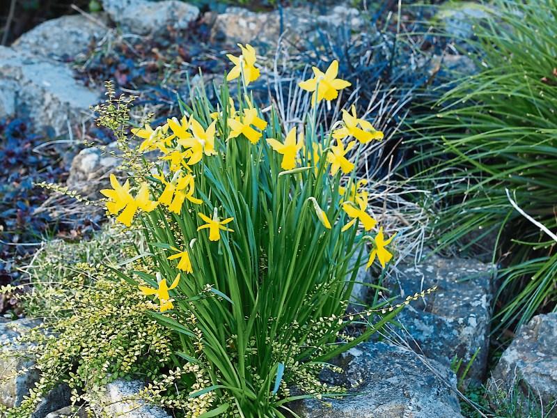 Daffodils spring to life
