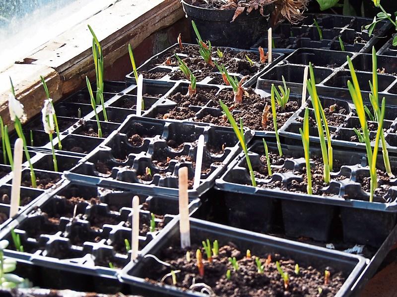 Time is perfect to start vegetable garden
