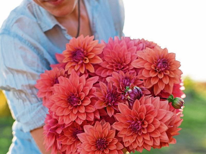 Plant summer bulbs now