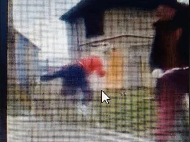 Limerick Animal Welfare urges public to report video of llama in city