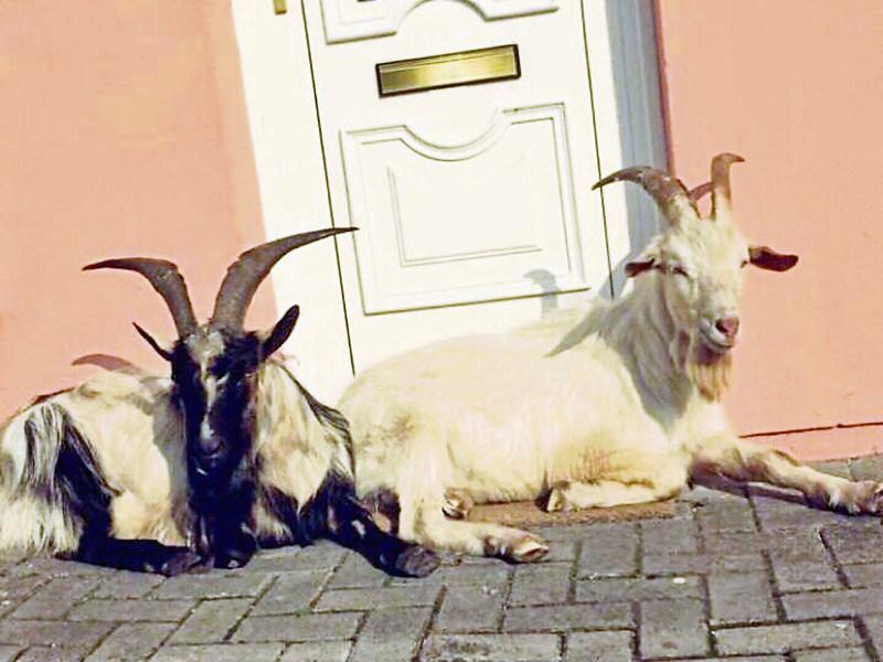 Billy goats running amok in Limerick city damaging cars, lawns and shrubs
