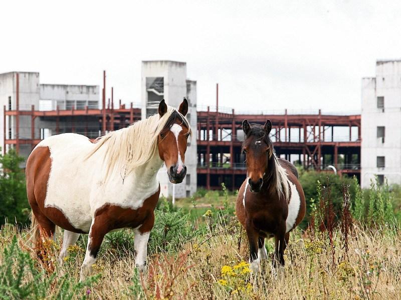 Call for ‘Camouflage’ at Limerick’s Horizon Mall site to disguise dereliction