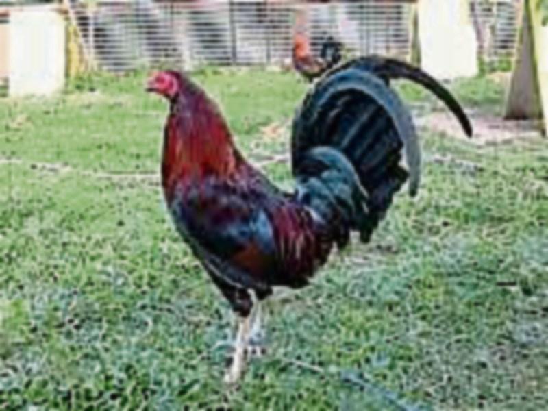 John B Keane: Gauntlet thrown down on behalf of fighting cock