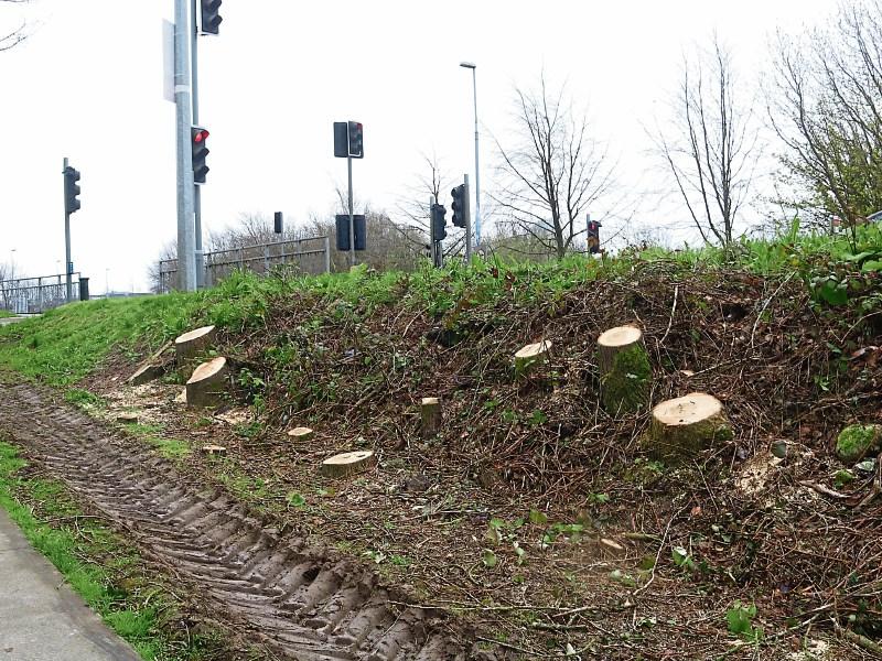The decision to recently chop down 100 poplar trees on the Condell Road was not a popular one Picture: Michael Cowhey