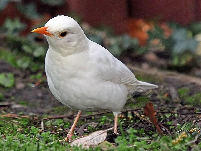 John B Keane: White blackbirds generating range of reactions