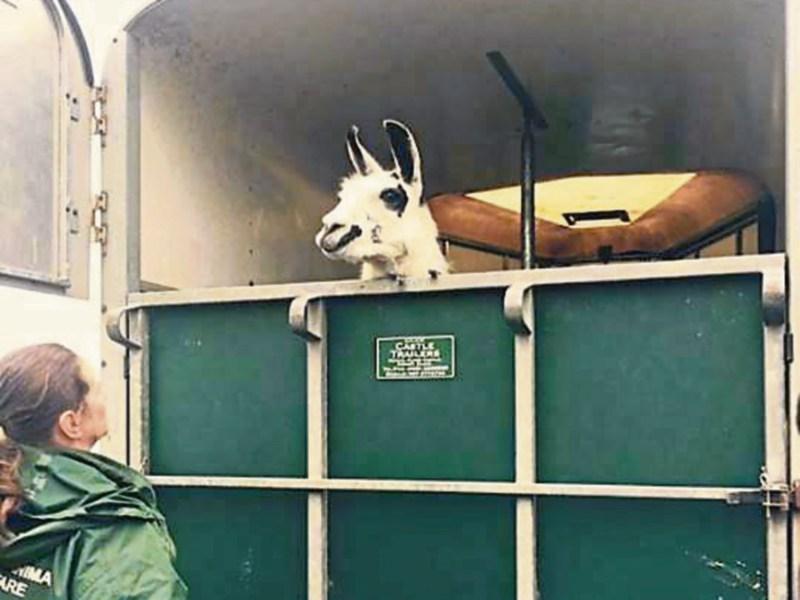 Limerick Animal Welfare shared a picture of the llama in a horse trailer saying it "looks like he is smiling"