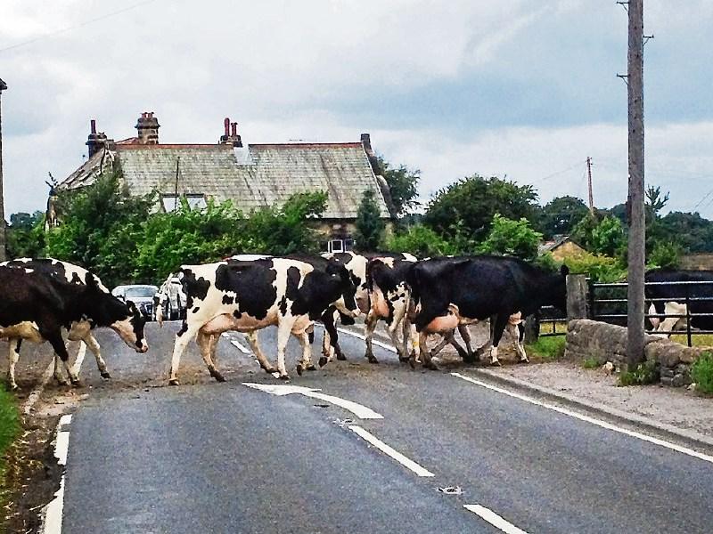 Limerick farmers worried over cow dung court case