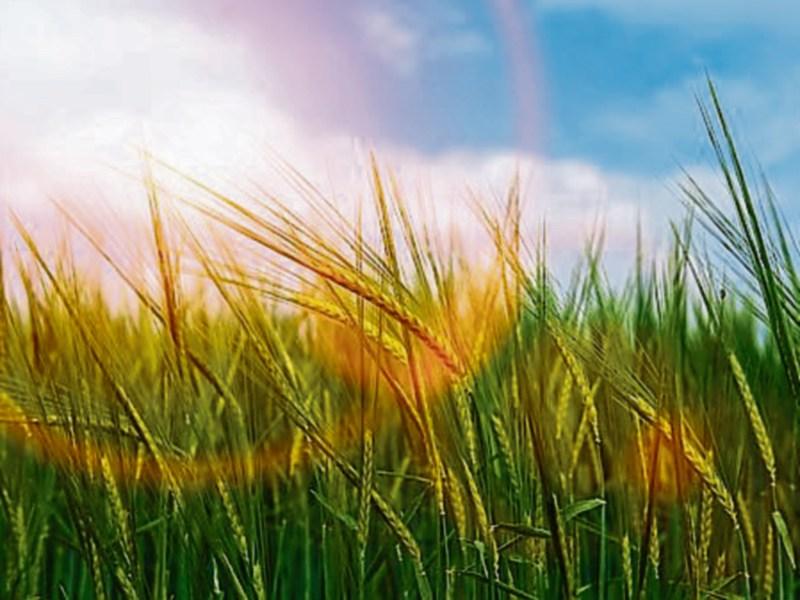 Possible farmer's tans at this years National Ploughing Championships? Met Éireann's latest forecast suggests so