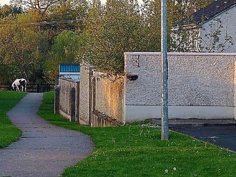 The Deebert Park area in Kilmallock which was the source of a discussion at the Cappamore-Kilmallock municipal area meeting. Picture:Michael Cowhey