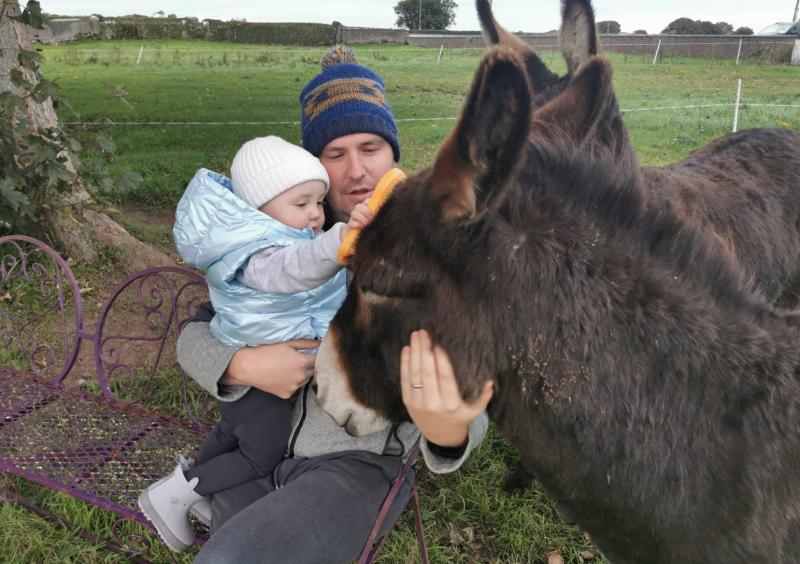 Rehomed donkeys join loving Limerick family