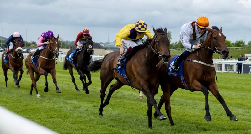 Limerick racing connections celebrate rich vein of form