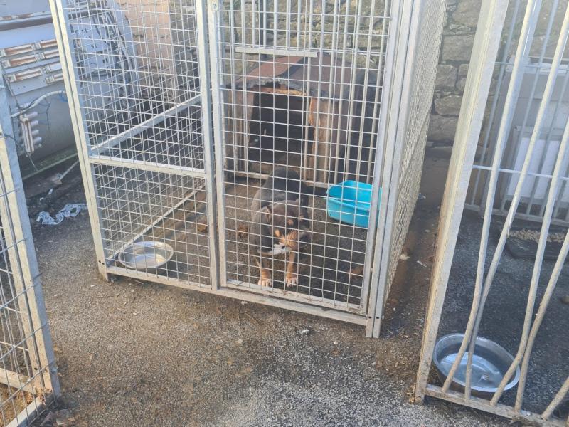 Gardai investigate suspected dog breeding operation in Limerick