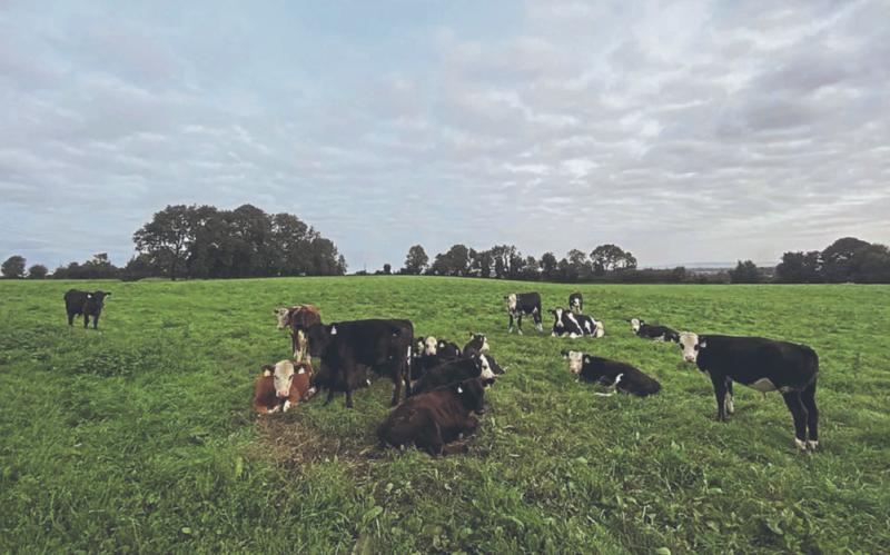 ‘Record’ price of €1.35m for 47 acres