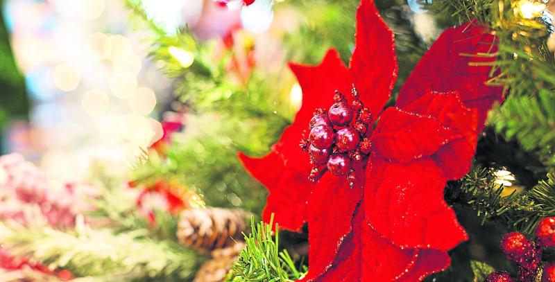Green Fingers: Blooming good ideas for your Limerick holiday season 