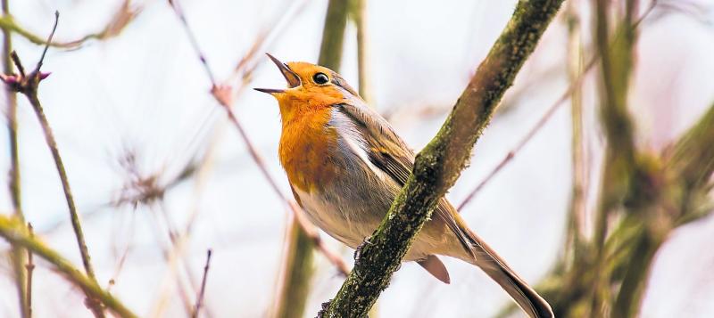 Wild About Wildlife: Wonderful winter wildlife  