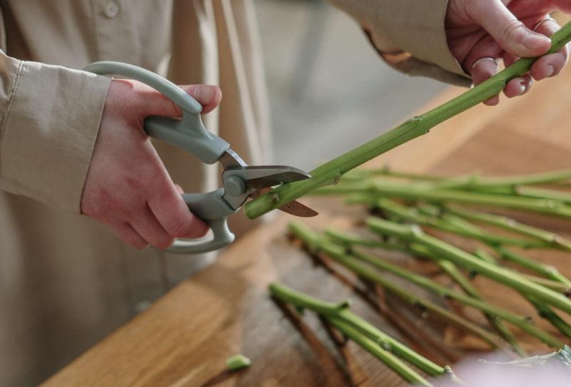 Green Fingers: Blooming good ideas for cut flowers     