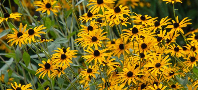 Green Fingers: A little preparation for a busy spring in Limerick    