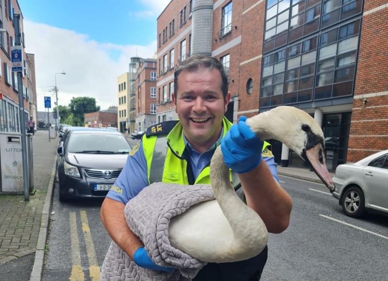 'Hero' garda comes to the rescue of distressed swan in Limerick city