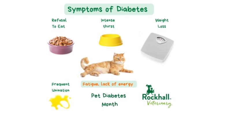 The Weekly Wag: winter is coming, and November is pet diabetes awareness month!