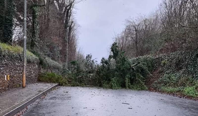 Tree blocks road near gates to Limerick school