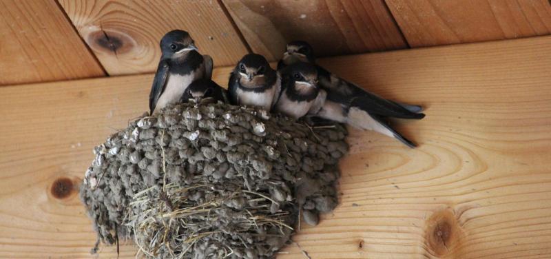 Wild About Wildlife: Swallows mark the turn of the season in Limerick 