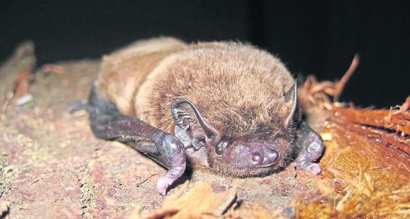 Wild About Wildlife: No need to fear our native   Irish bats 