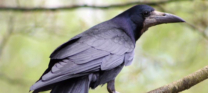 Wild About Wildlife: Rooks: The rogues of the skies  
