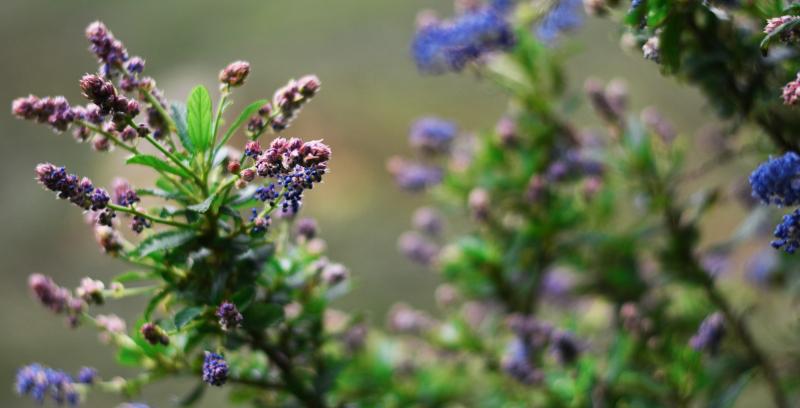 Green Fingers: Little pollinators that are the bee’s knees 