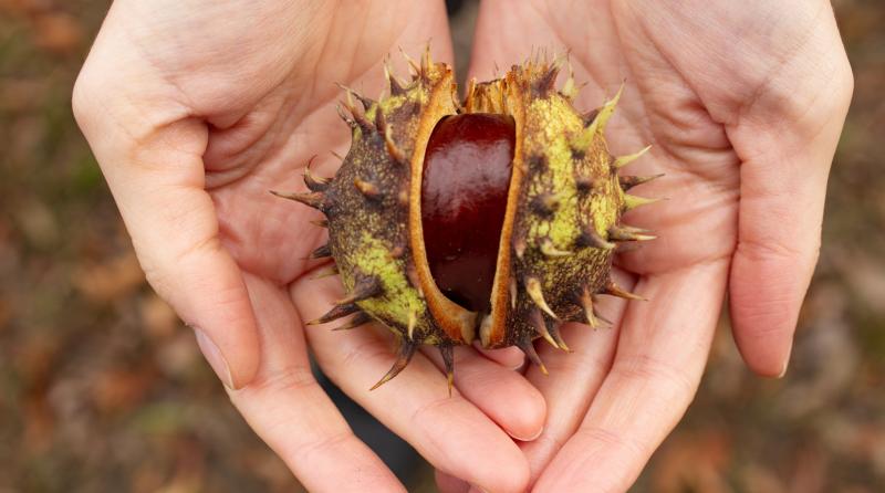 Wild About Wildlife: Getting into the spooky season  in Limerick 