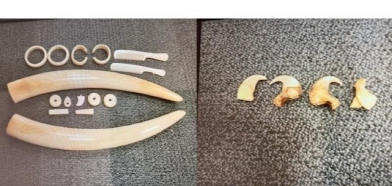 Hundreds of lion claws and ivory seized from boat on Shannon Estuary