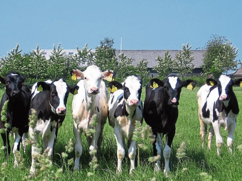‘Horrific’ discovery on Limerick farm sparks probe