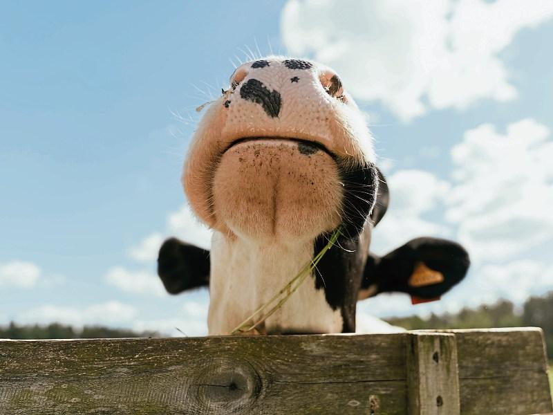 Some dairy farmers in Limerick are losing ‘on the double’