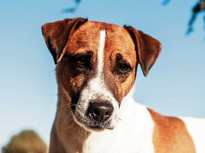 A ‘paws’ for Christmas in Limerick dog barking case