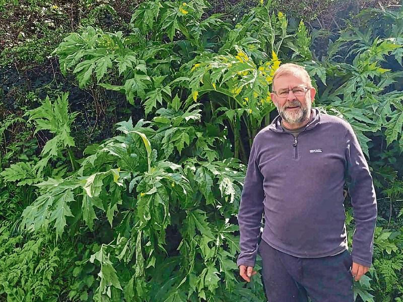 Green Limerick: Emergency task force sought to control ‘invasive species’