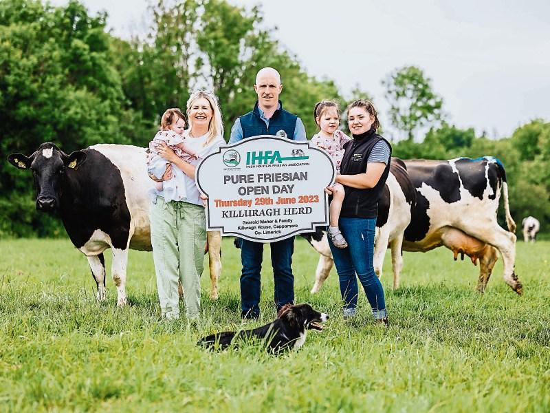 Fourth-generation Limerick farmer to host Pure Friesian open day 