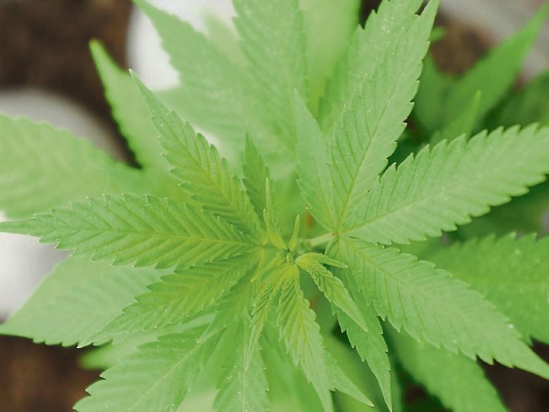 Cannabis plants found in pots on window sills of Limerick home