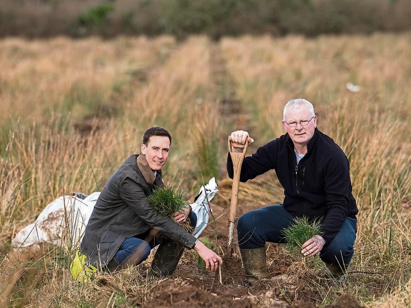 Plans revealed to plant 27,000 native Irish woodland trees across Limerick 