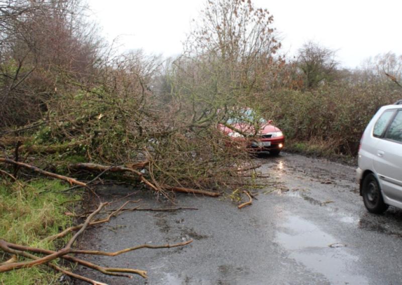 Counting the cost: falling trees caused majority of damage