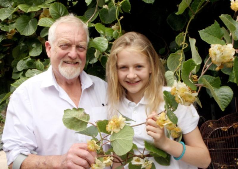 Green fingers crossed: Mike Condon and his granddaughter Abbie at his home in Pallasgreen with the blooming kiwi plant which they hope will come to fruition and surely be a first in Limerick. Picture: Dave Gaynor
